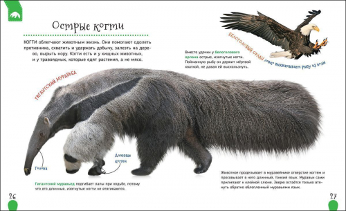 Удивительные животные. Первая энциклопедия