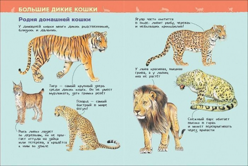 Кошки и котята. Энциклопедия для детского сада