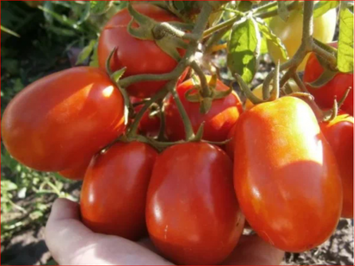 Семена томат Ред Хантер (Красный Охотник)