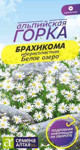 Цветы Брахикома Белое озеро/Сем Алт/цп 0,05 гр. Альпийская горка НОВИНКА
