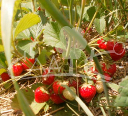 Фурор Земляника