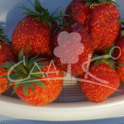 Зефир Земляника