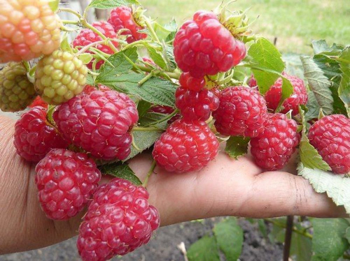 Малина ремонтантные сорта Бабье лето