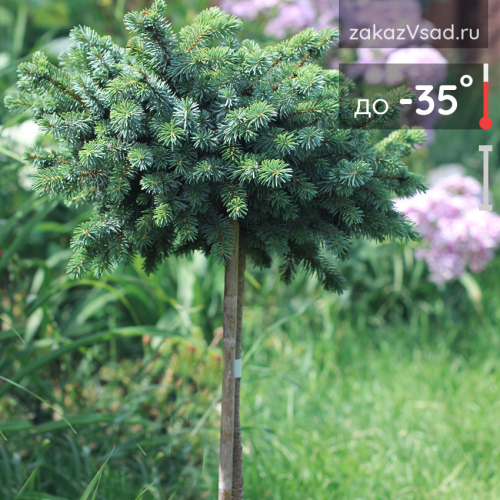 Ель мариорика (Picea mariorika Machala) С5 РА40 30-35