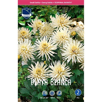 Георгина Плайя Бланка 1 шт ЛЕФЕБР 78210