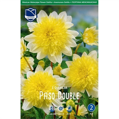 Георгина Пасадобль 1 шт ЛЕФЕБР (анемоновидная) 73010