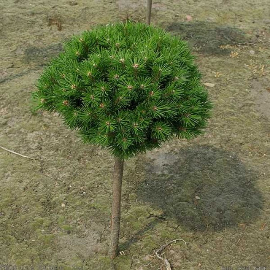 Сосна горная (Pinus mugo Benjamin) С5 РА 80 15-20