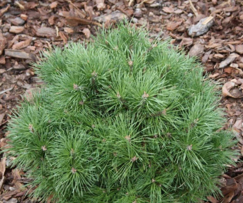 Сосна обыкновенная (Pinus sylvestris Pelczar) С5 25-30