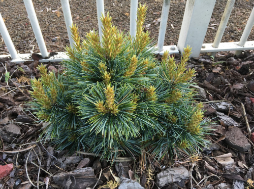 Сосна кедровая корейская (Pinus koraiensis Blue Ball) С5 20-25