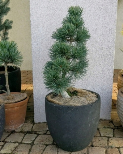 Сосна мелкоцветковая (Pinus parviflora Aoi Nishiki) С4 20-35