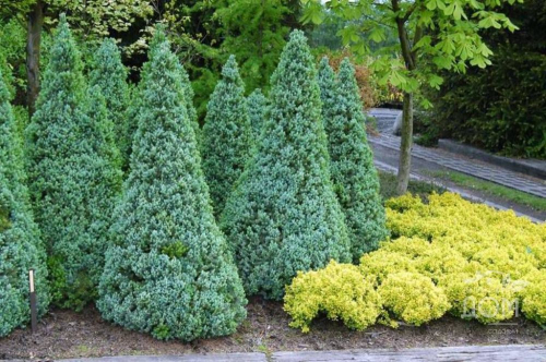 Ель сизая/канадская (Picea glauca Sanders Blue) С5, 50-60
