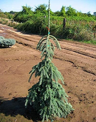 Ель сизая/канадская (Picea glauca Pendula) С7,5, 60-70