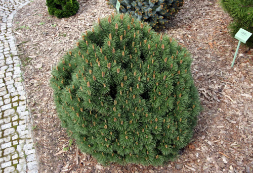 Сосна крючковатая (Pinus uncinata Hnizdo) С5 20-30