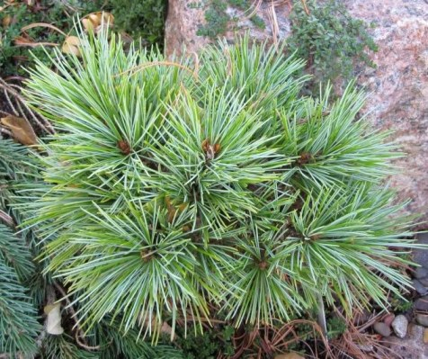 Сосна кедровая корейская (Pinus koraiensis Silveray) С12 50-60