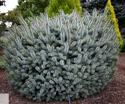 Ель ситхинская (Picea sitchensis Silberzwerg) С5 Ра60.