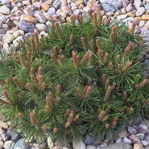 Сосна крючковатая (Pinus uncinata Paradekissen) Р14
