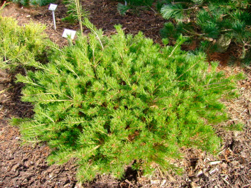 Сосна мелкоцветковая (Pinus parviflora Kokuho) С5 РА 50, 15-20.