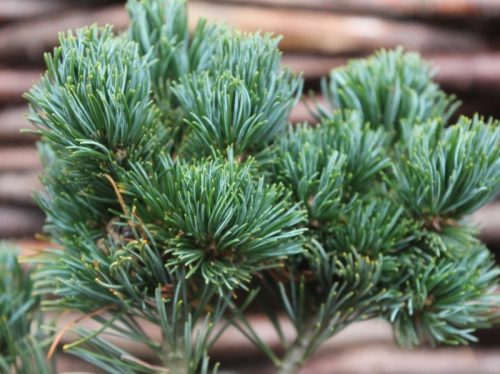 Сосна мелкоцветковая (Pinus parviflora Hagaromo Seedling) С5 40-60