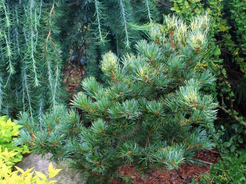 Сосна мелкоцветковая (Pinus parviflora Fukai) С5 30-40