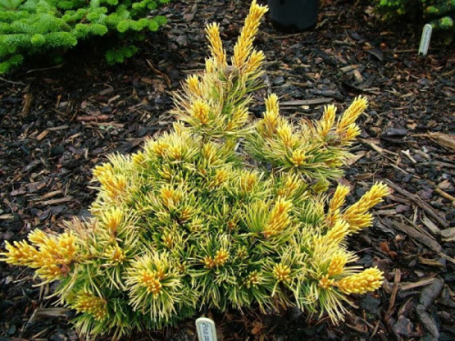 Сосна мелкоцветковая (Pinus parviflora Goldilocks) С4 20-30,,