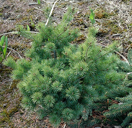 Сосна мелкоцветковая (Pinus parviflora Nelly D) С5 25-30