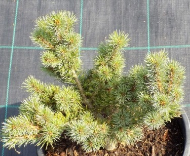 Сосна мелкоцветковая (Pinus parviflora Nelly D) С5 25-30