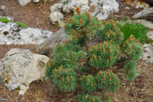 Сосна обыкновенная (Pinus sylvestris Doone Valley) С7,5 РА 50.