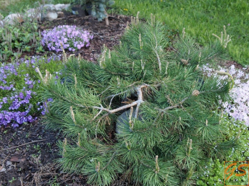 Сосна обыкновенная (Pinus sylvestris Hillside Creeper) С5 40