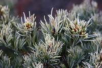 Сосна мелкоцветковая (Pinus parviflora Fukai) С5 30-40