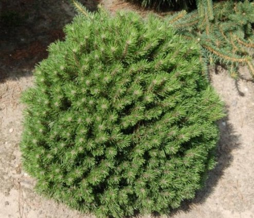 Сосна крючковатая (Pinus uncinata Hnizdo) С5 20-30