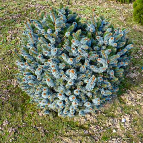 Ель ситхинская (Picea sitchensis Silberzwerg) С5 Ра60.