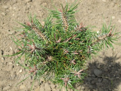 Сосна крючковатая (Pinus uncinata Paradekissen) Р14