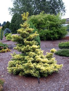 Сосна мелкоцветковая (Pinus parviflora Goldilocks) С4 20-30,,