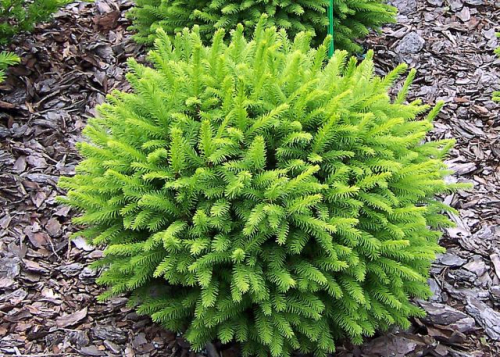 Ель обыкновенная (Picea abies Goblin) С5 РА 80.20-25