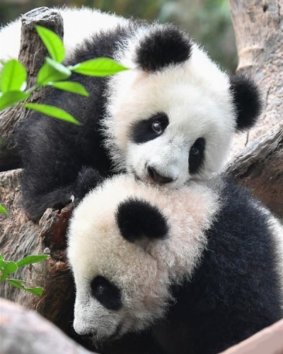 Две милые панды