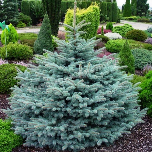 Ель колючая (Picea pungens Glauca Globosa) C5 30-40