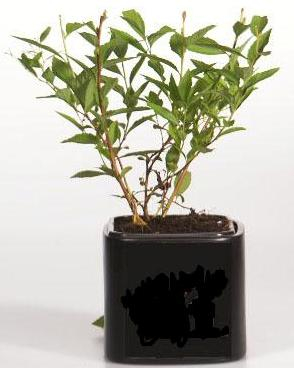 Спирея японская (Spiraea japonica Genpei Shirobana) С3