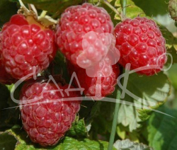 Бирюсинка Малина(2 год) Р11