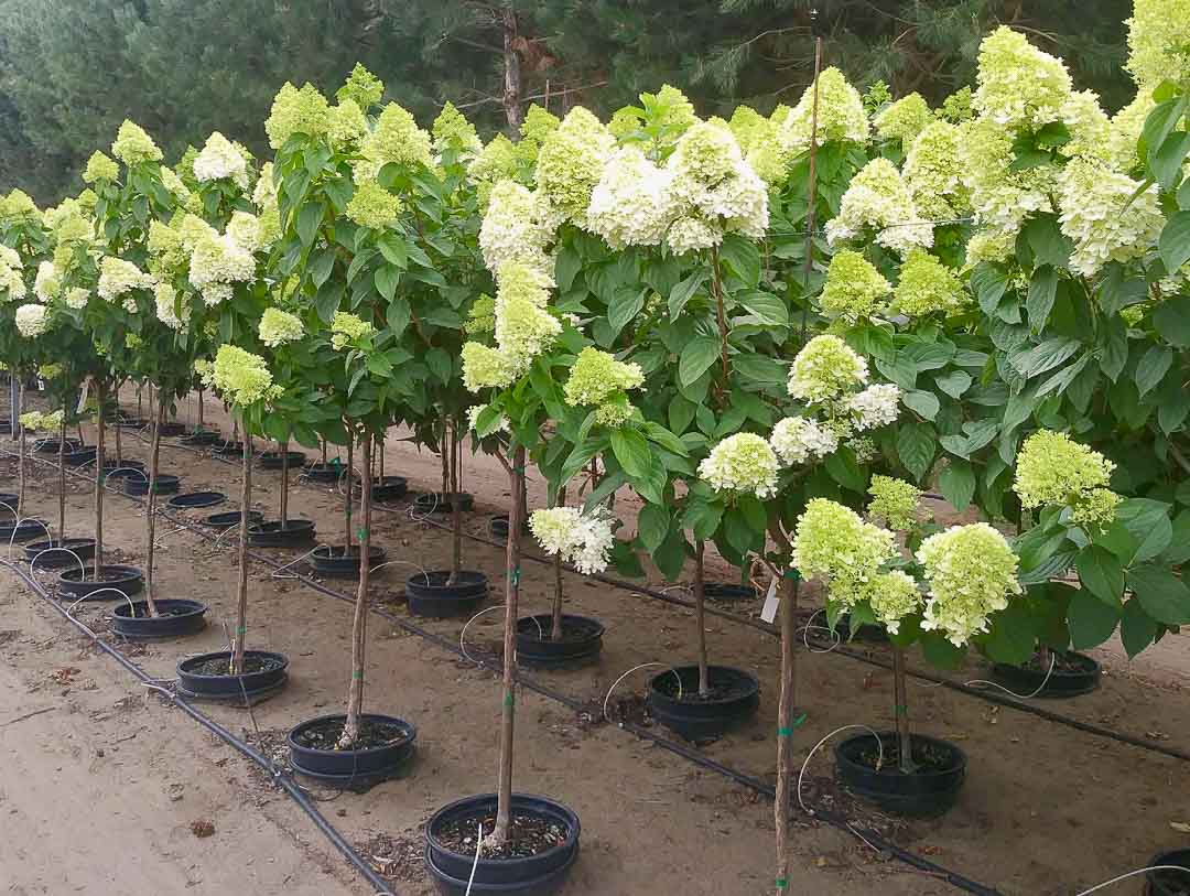 Гортензия метельчатая (Hydrangea paniculata Limelight) C5 PA 60-80 крона.