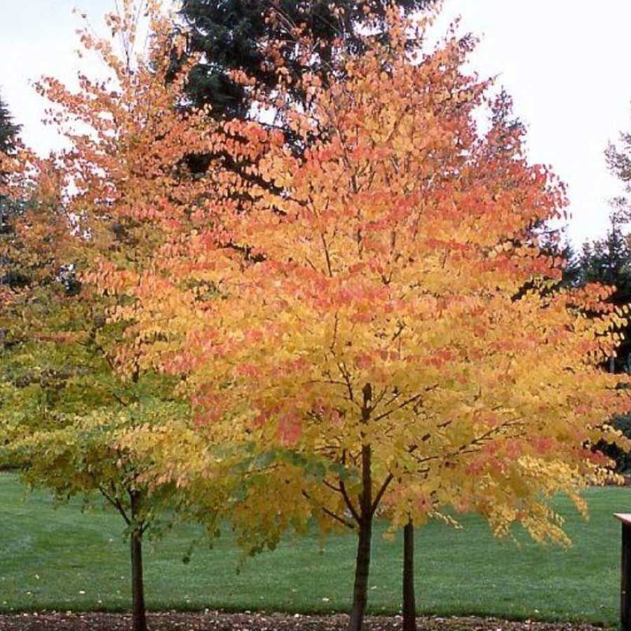 Багряник японский (Cercidiphyllum japonicum)