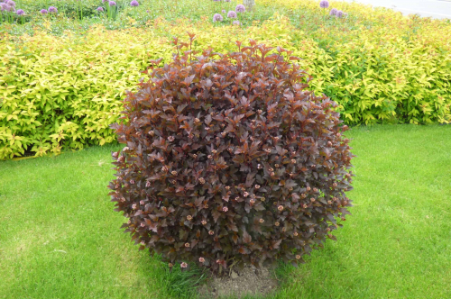 Пузыреплодник калинолистный (Physocarpus opulifolius Diable dOr) C2