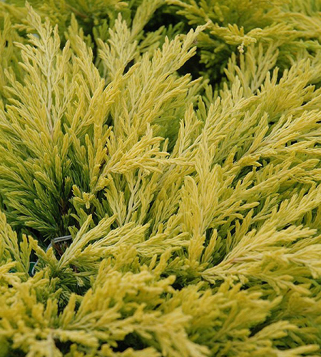 Можжевельник обыкновенный (Juniperus communis Golden Showers) C2