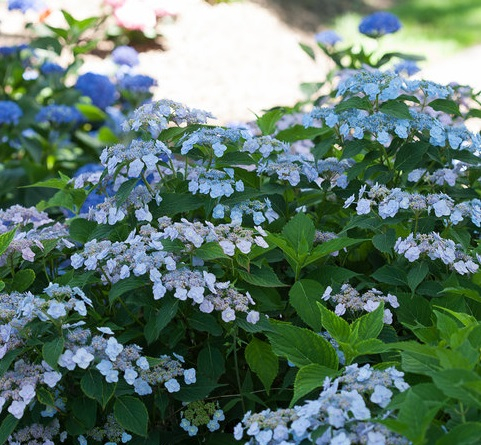 Гортензия пильчатая (Hydrangea serrata Blue Clouds) P12