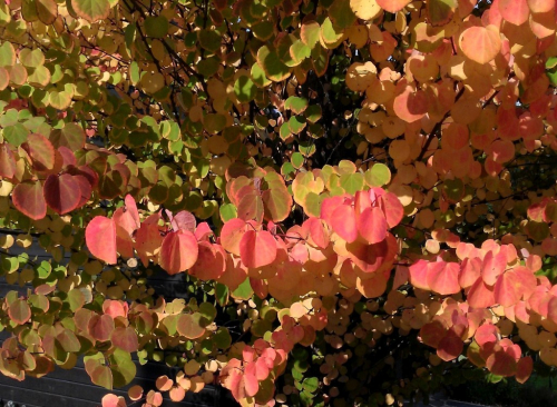 Багрянник японский (Cercidiphyllum japonicum),