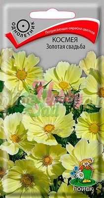 Цветы Космея Золотая свадьба (10шт) Поиск