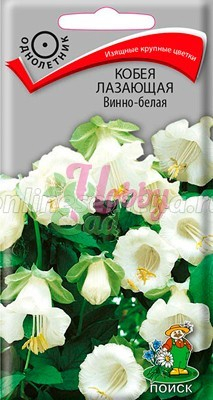 Цветы Кобея лазающая Винно-белая (5 шт) Поиск
