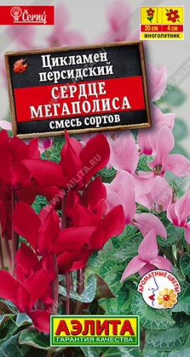 1672 Цикламен персидский Сердце мегаполиса, смесь сортов 3шт