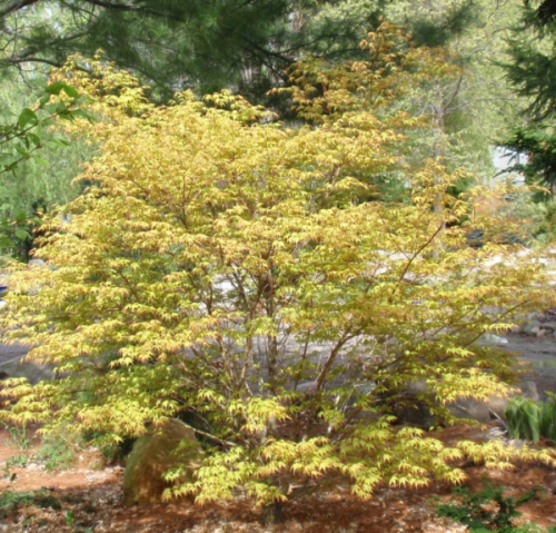 Клен дланевидный/веерный (Acer palmatum Katsura) P9