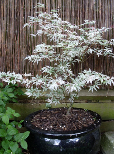 Клен дланевидный/веерный (Acer palmatum Ukigumo) C2