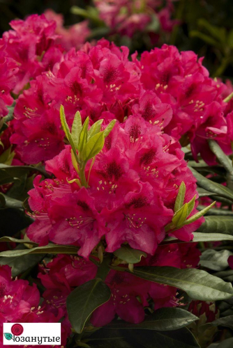 Азалия/Рододендрон (Rhododendron Nova Zembla red) P13